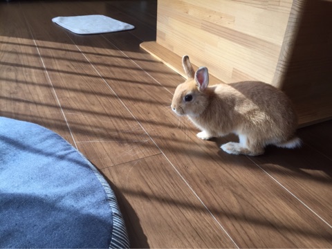 ウサギの日光浴の画像