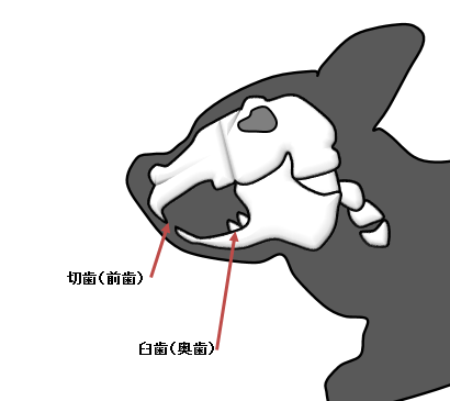 うさぎの歯の構造の画像