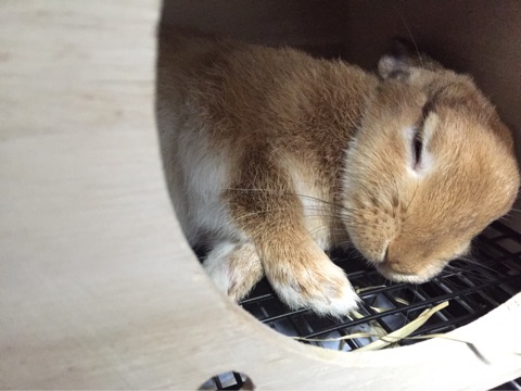 目をつぶって寝るウサギの画像
