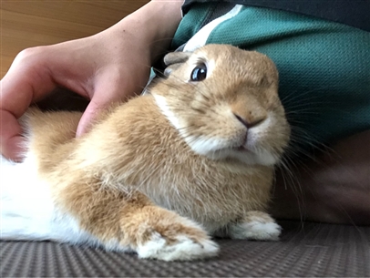 初めてのウサギの飼い方 うさ男のドタバタ飼育日記